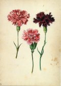 ポストカード　「植物画」 (ボタニカル・アート)