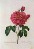 ポストカード　「植物画」 (ボタニカル・アート)