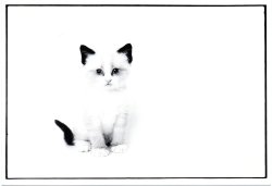 画像1: ポストカード（カテゴリ未分類）1枚176円（税込み）