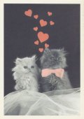 ポストカード　動物-Loving cats-