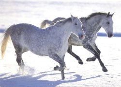 画像1: ポストカード　動物-馬-