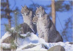 画像1: ポストカード　動物-リンクス・大ヤマネコ-