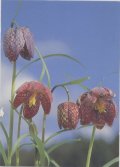 ポストカード　野の花-Fritellary-