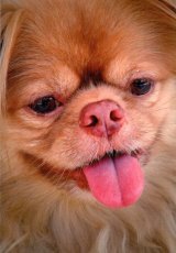 画像: ポストカード（カテゴリ未分類）1枚176円（税込み）