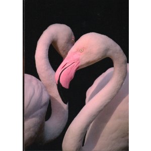 画像: ポストカード（カテゴリ未分類）1枚176円（税込み）