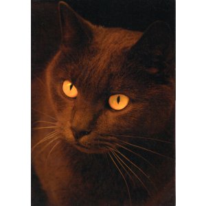 画像: ポストカード（カテゴリ未分類）1枚176円（税込み）