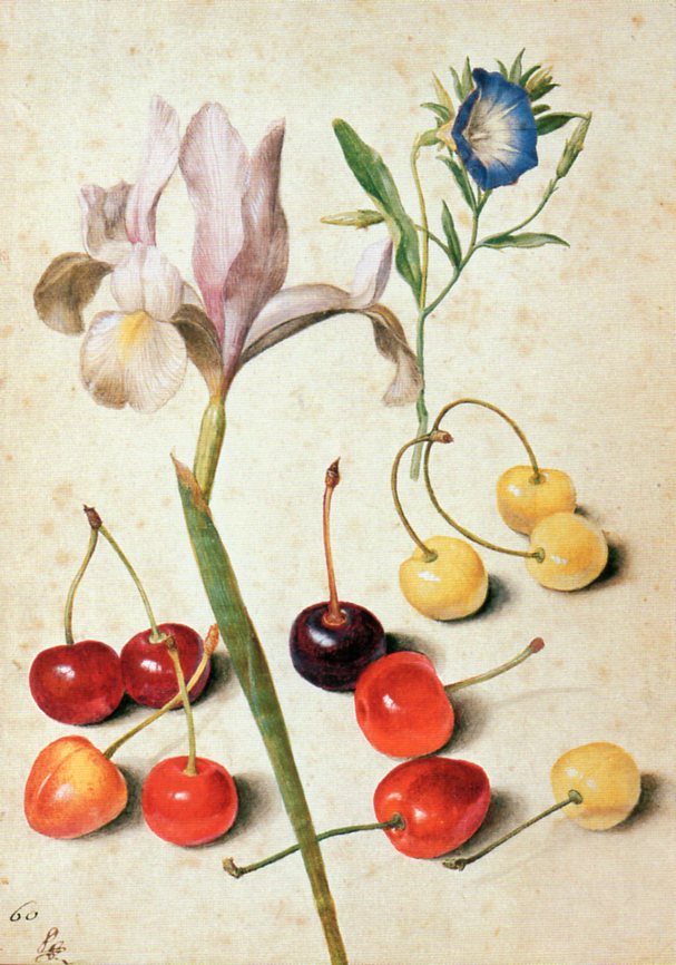 画像1: ポストカード　「植物画」 (ボタニカル・アート)