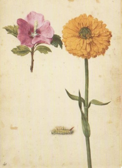 ポストカード 「植物画」 (ボタニカル・アート) - 輸入ポストカードの 