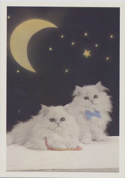 画像1: ポストカード　動物-Moon Cats-